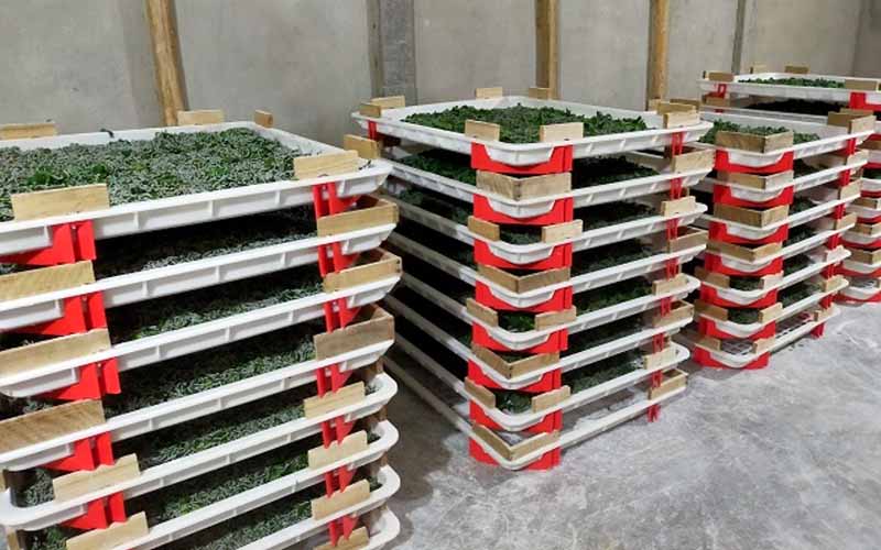 Khay sấy nhựa - Giữ không gian sạch sẽ, dễ kiểm soát nhiệt độ và độ ẩm trong nuôi và chăm sóc tằm.